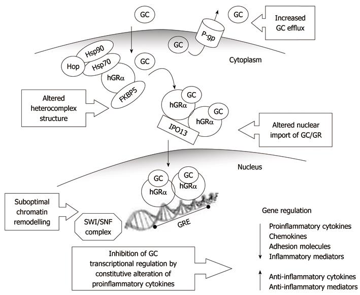 Molecular Mechanism Of Glucocorticoid Resistance In Inflammatory Bowel Disease