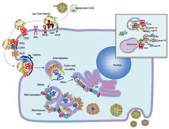 5 of mechanisms evolution Transmission virus C evolution: molecular Hepatitis