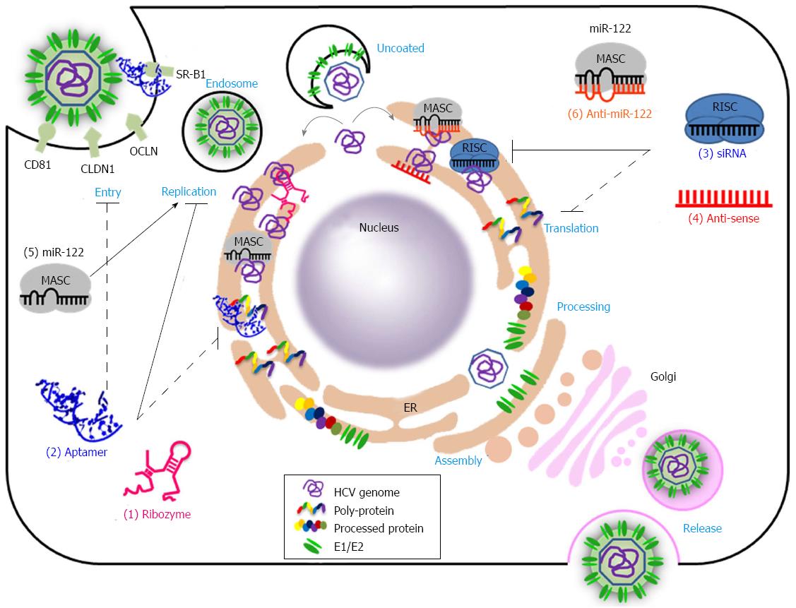 Prospects For Nucleic Acid Based Therapeutics Against Hepatitis C Virus