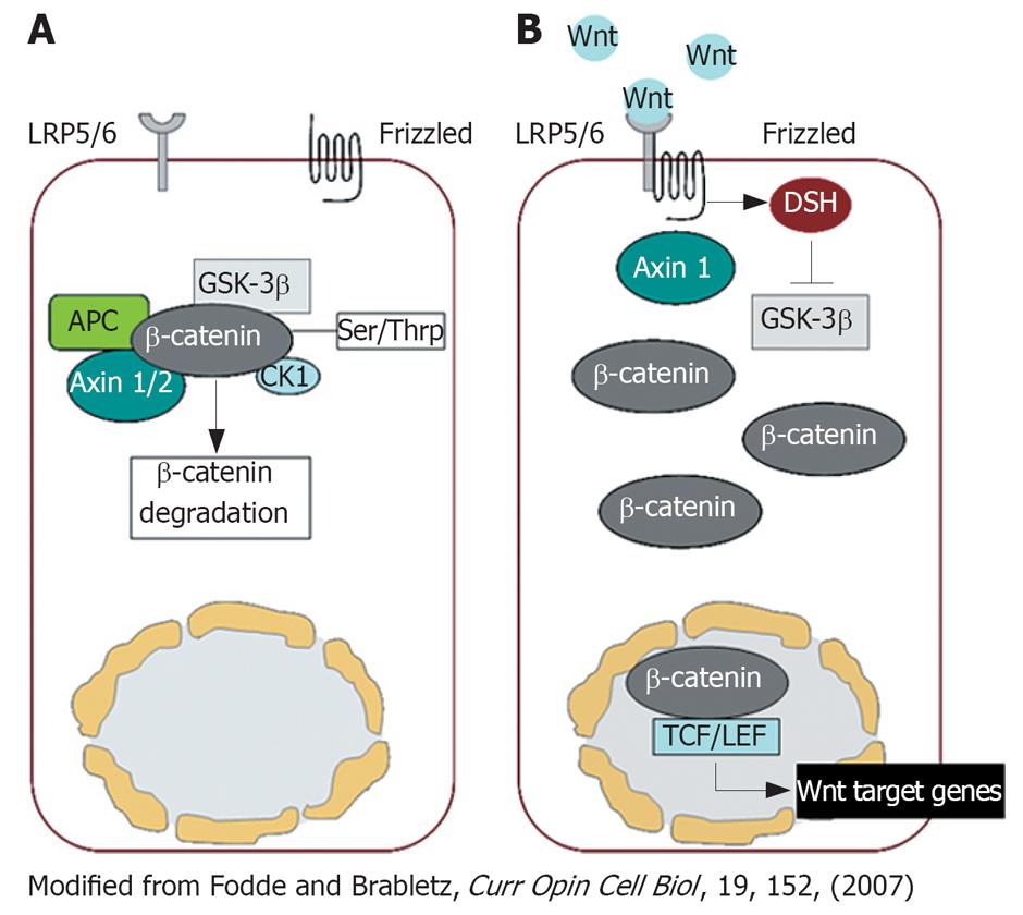 tumor cells and microenvironment via Wnt 