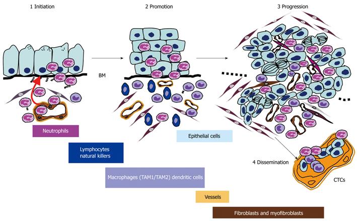 carcinogenesis initiation promotion progression