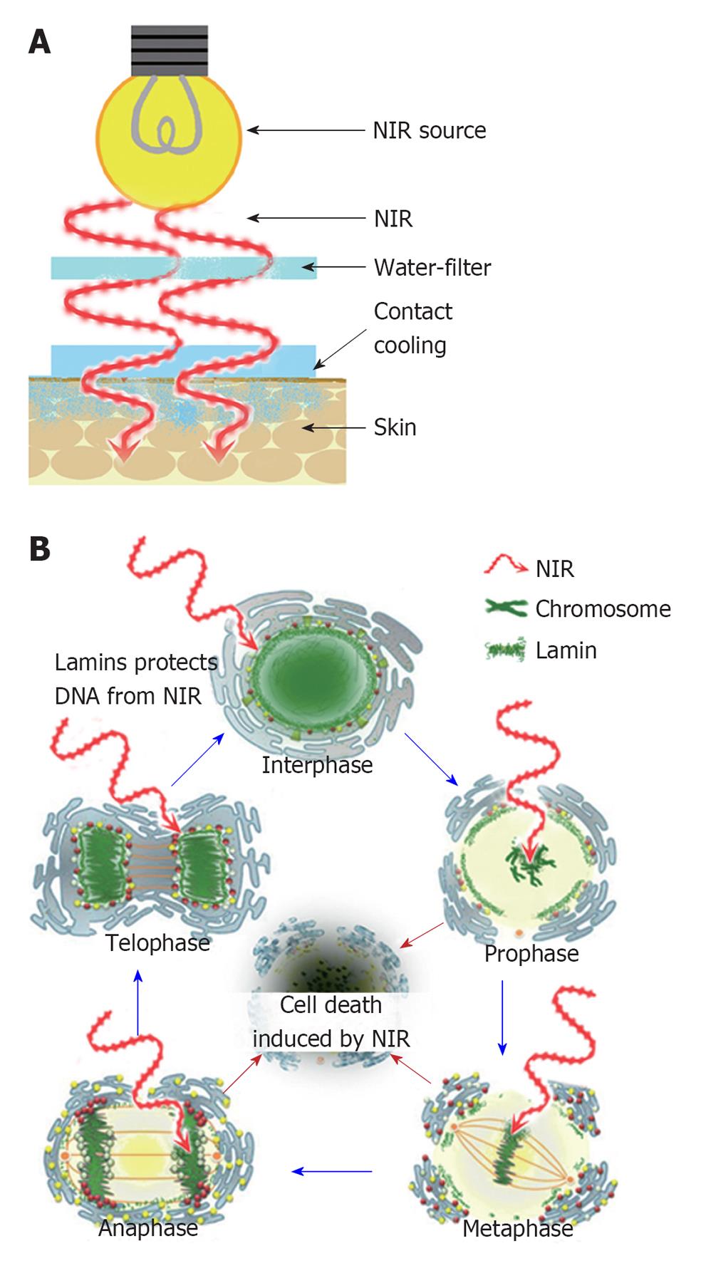 Impact of near-infrared radiation in dermatology