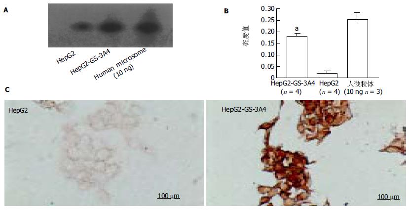 Hepg2细胞构成的生物人工肝脏体外氨与安定的代谢能力