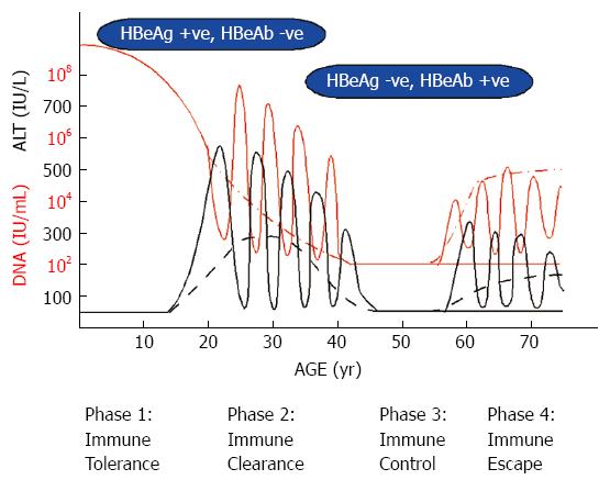Hep B Infection Chart