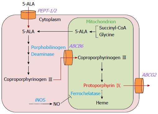 5-ala