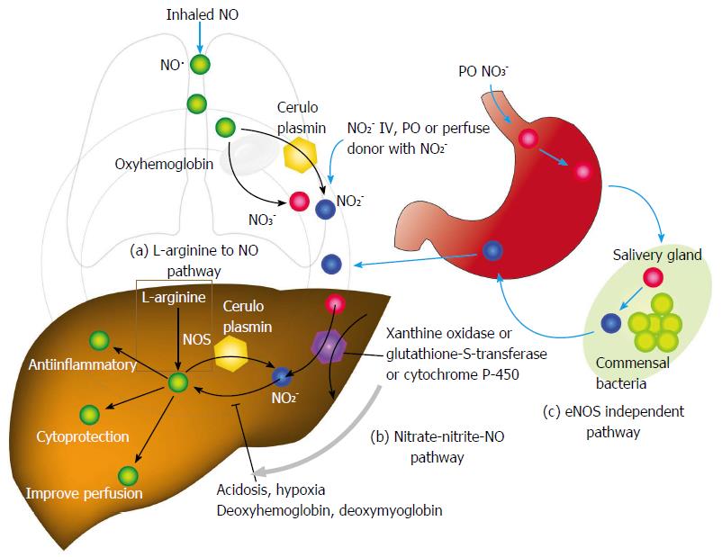 Role of nitric oxide in liver transplantation: Should it be routinely used?