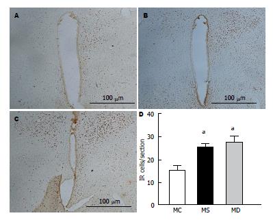 大鼠早期生活应激对成年后功能性慢性内脏痛及下丘脑室旁核内CRH R1表达 