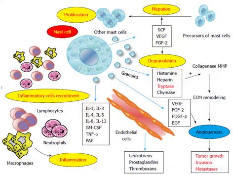 Possible biological and translational significance of mast cells ...