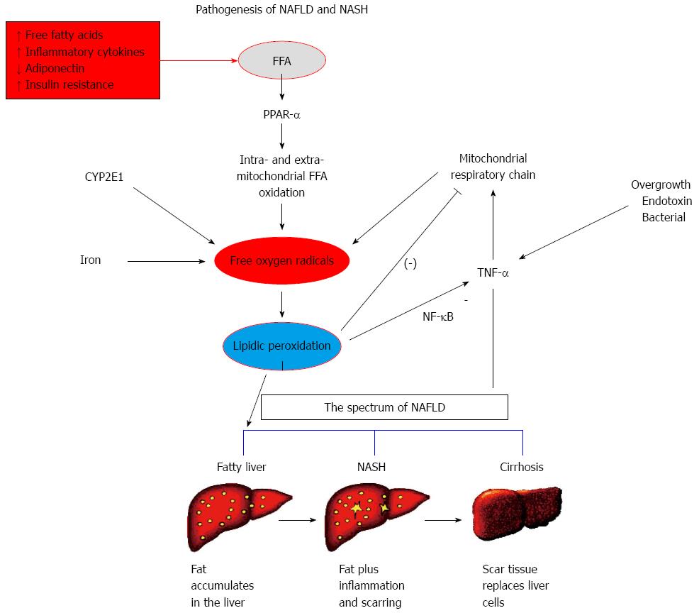 Cardiovascular Risk Across The Histological Spectrum And