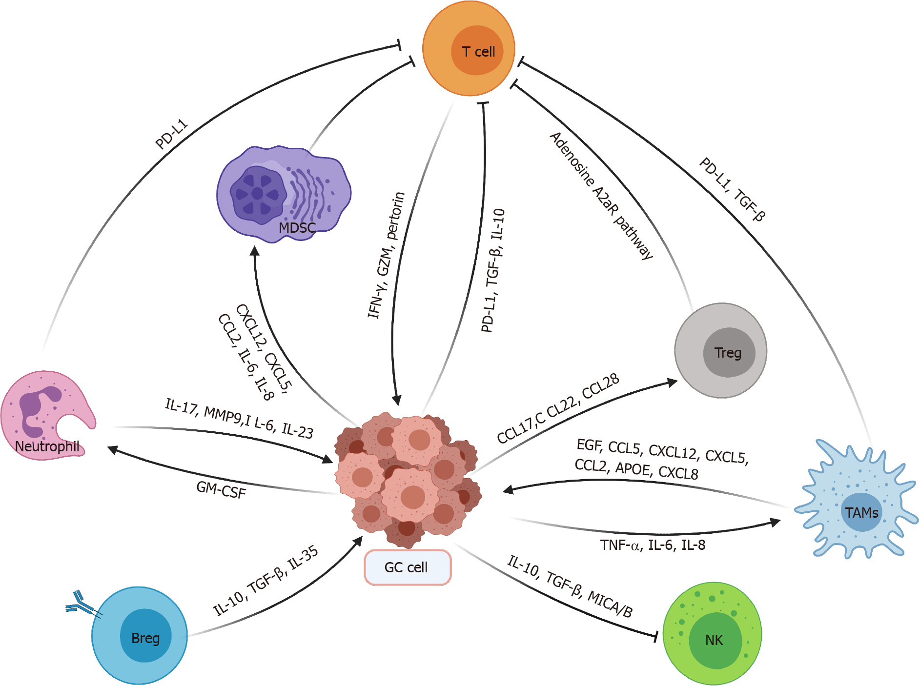 Immune evasion mechanisms and therapeutic strategies in gastric cancer