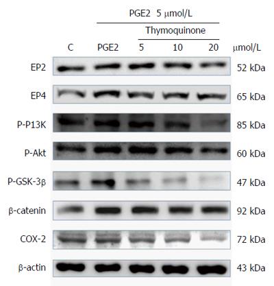 miR-223 promotes colon cancer by directly targeting p120 