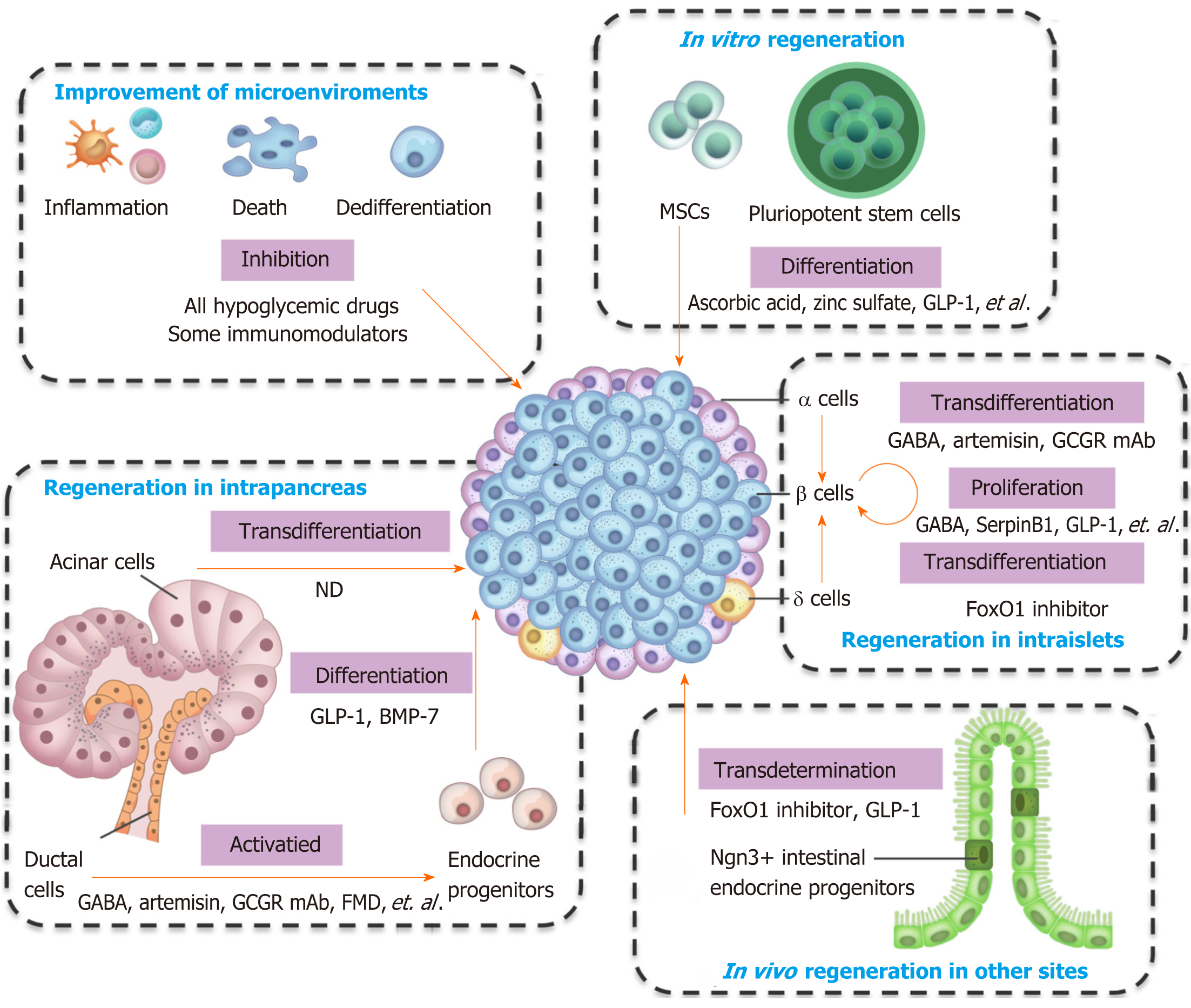 Pancreatic β cell regeneration induced by clinical and preclinical agents