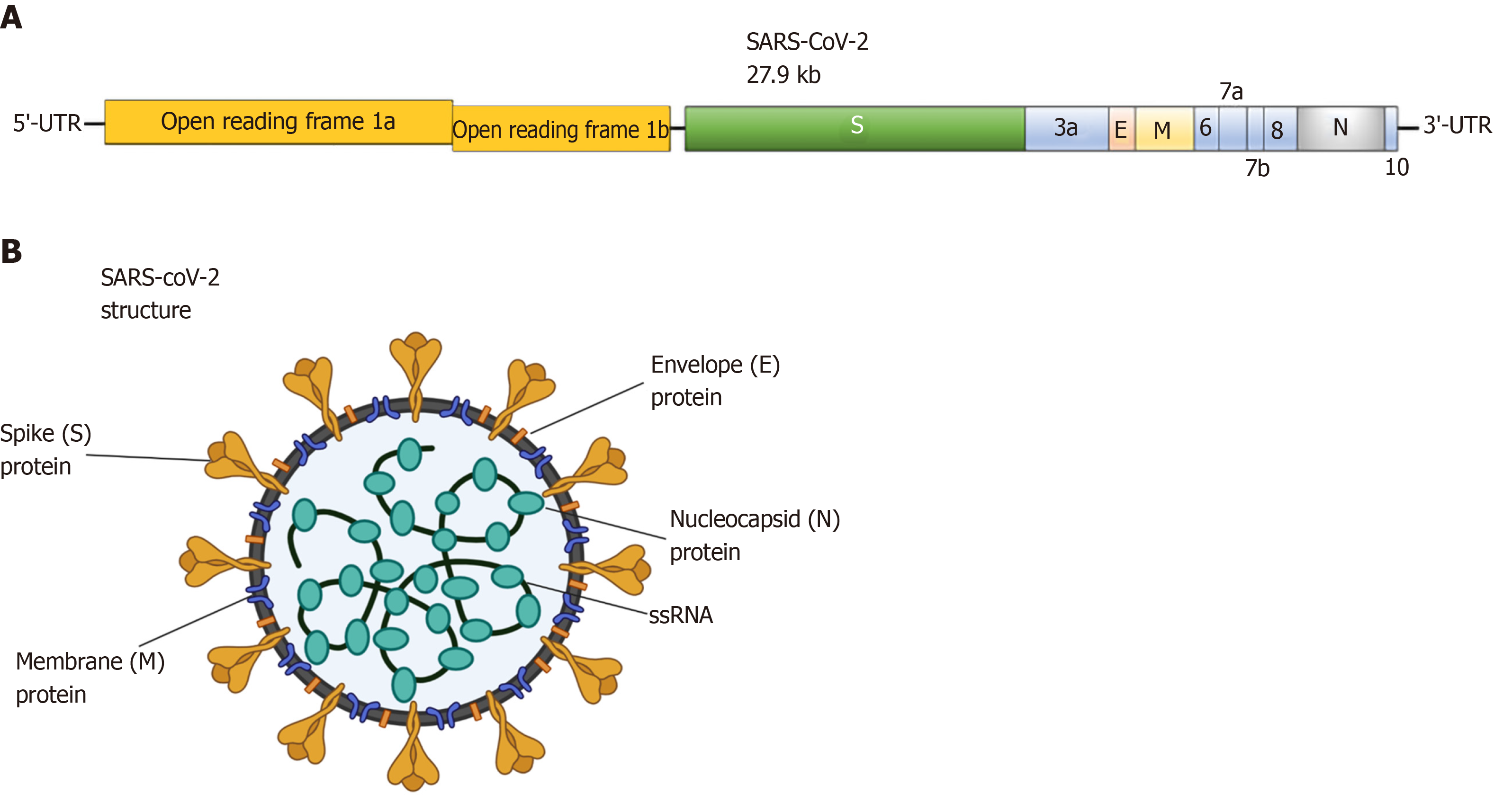 Рнк cov 2. Коронавирус SARS-cov-2. Схема строения SARS-cov-2. Антигенная структура SARS-cov-2. Коронавирус SARS-cov-2 строение.