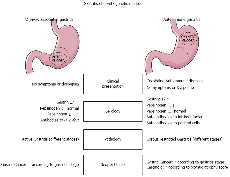 Gastritis antral dieta