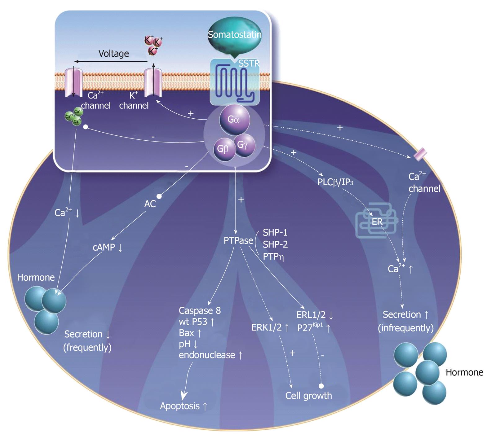 Somatostatin Pathway