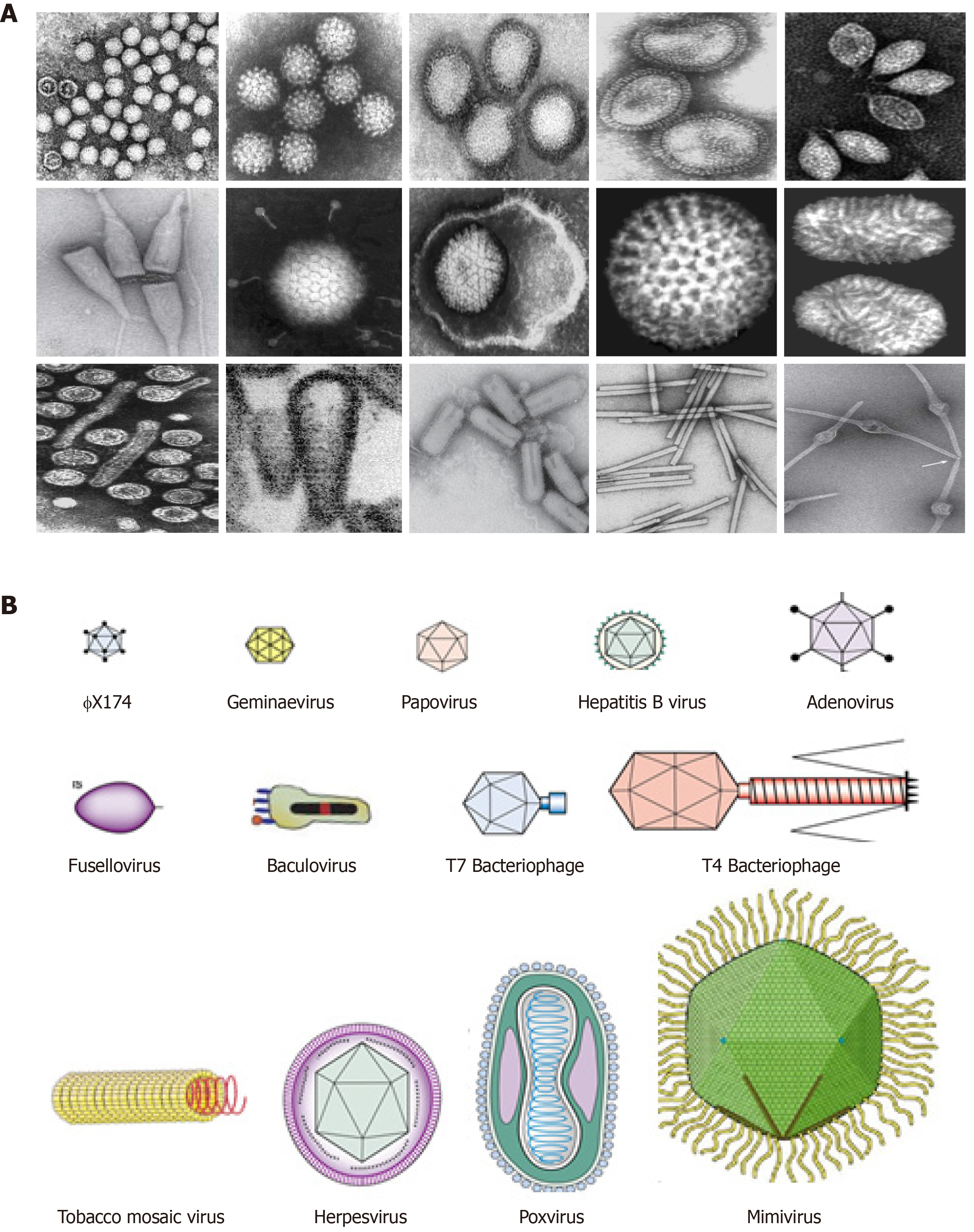 Geometric Architecture Of Viruses