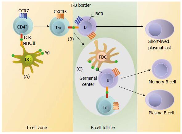 helper t cells