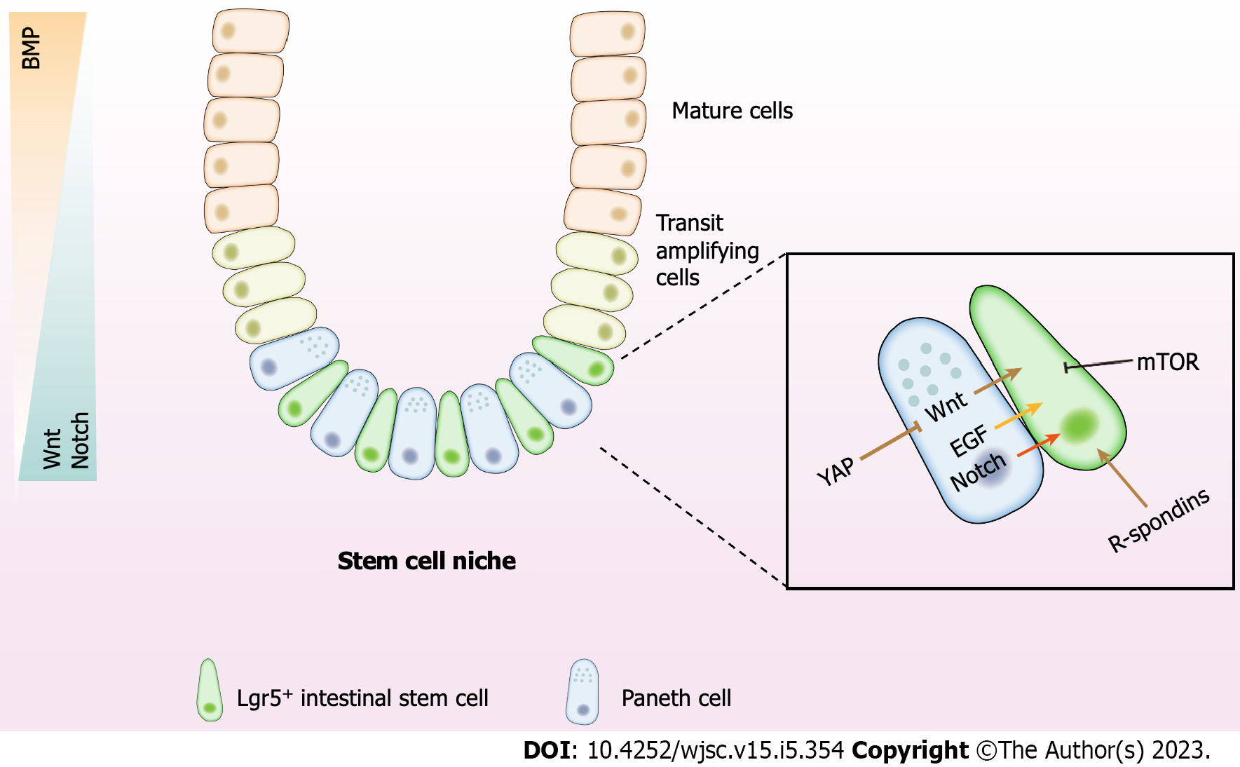 Modulating the stem cell niche for tissue regeneration