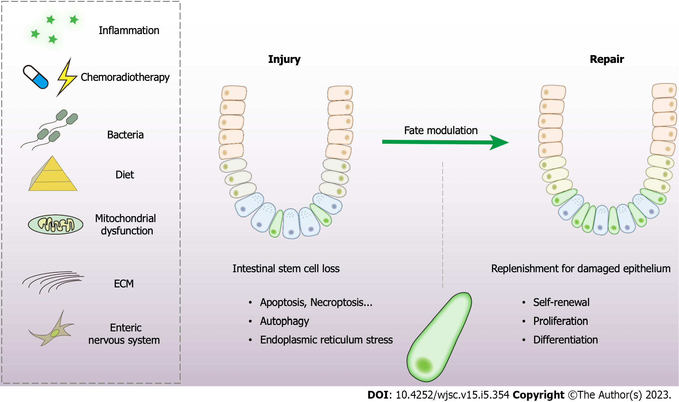 Rethinking regeneration: empowerment of stem cells by inflammation