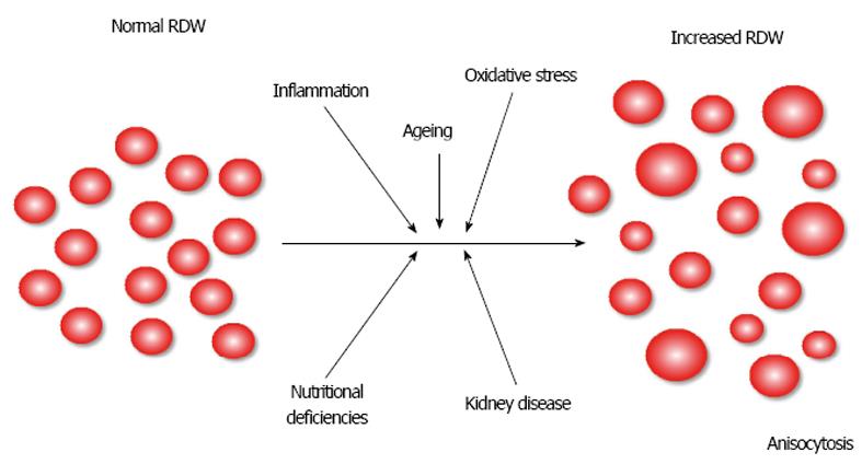 Red Blood Cell Distribution Width In Heart Failure A Narrative Review