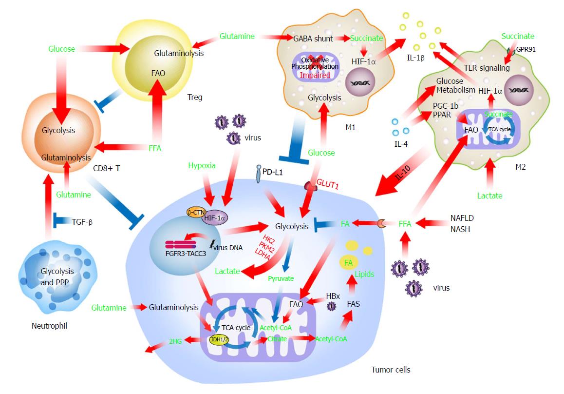 Immunometabolism: A novel perspective of liver cancer microenvironment ...