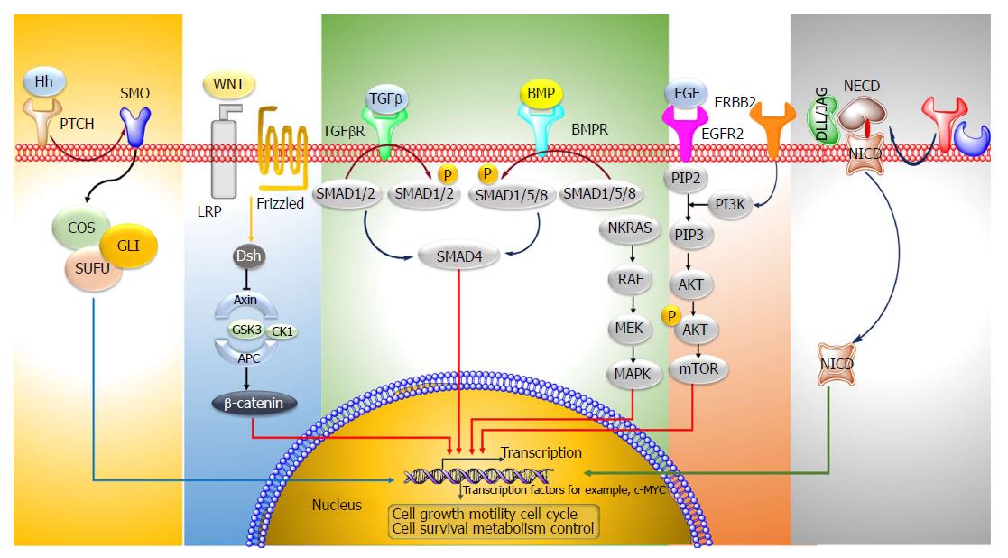 colorectal cancer pathways