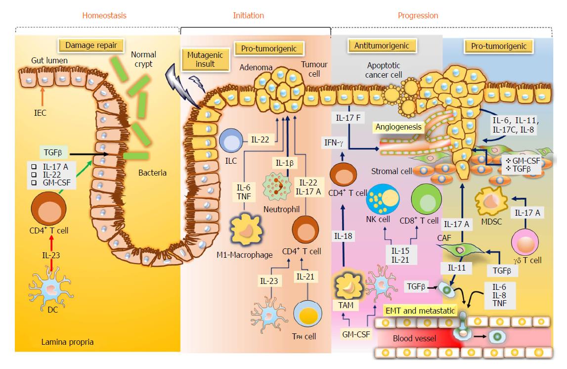 Signal Transduction Pathway Cancer