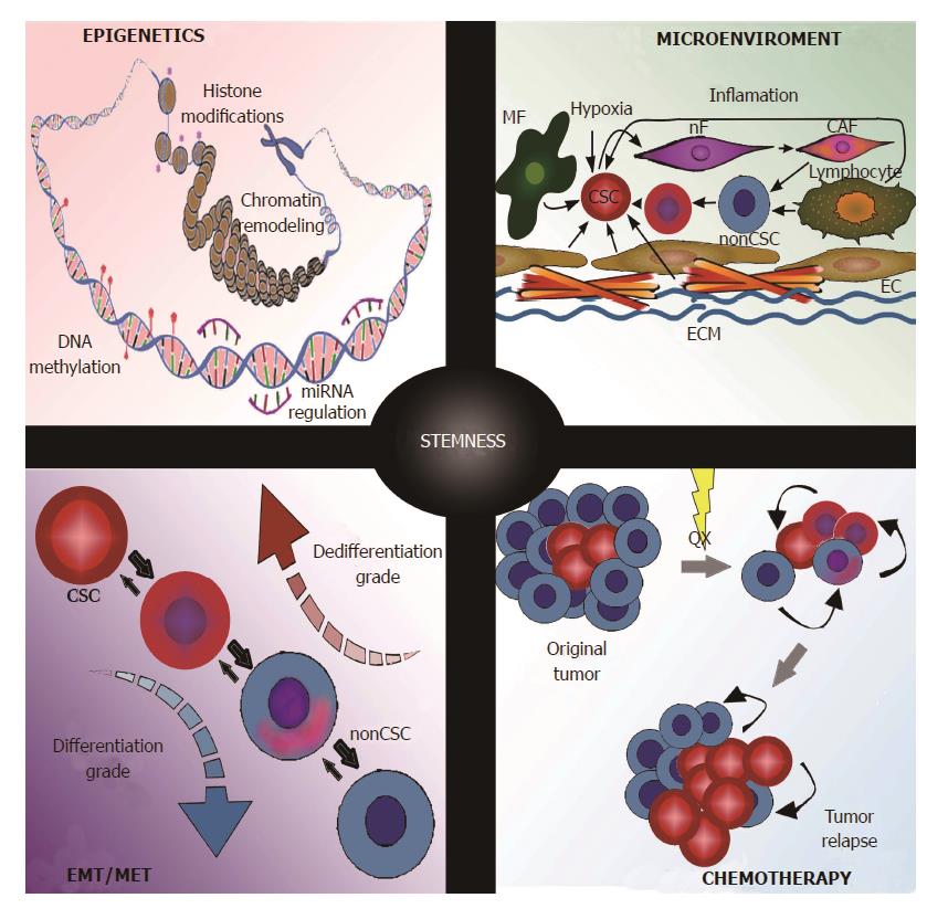 Road To Stemness In Hepatocellular Carcinoma