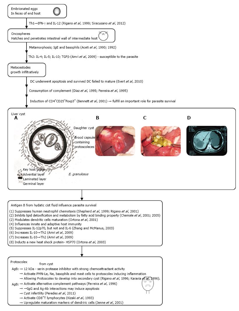 echinococcus granulosus liver