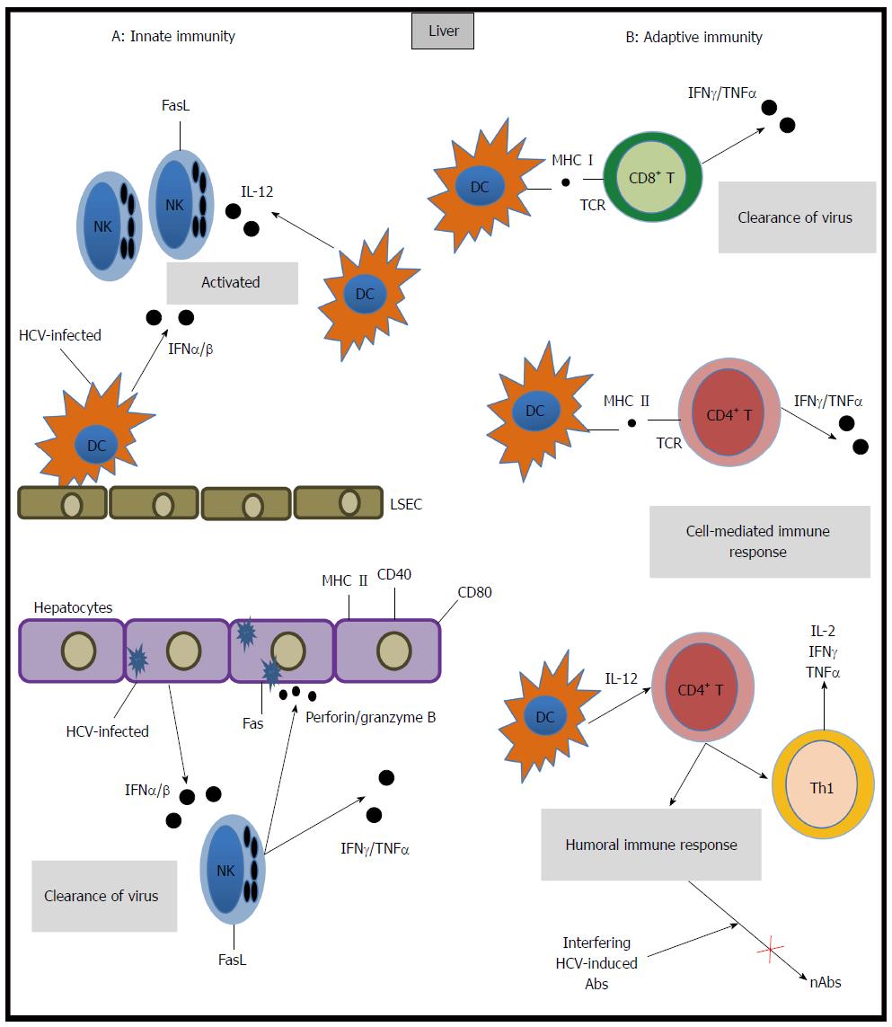 How hepatitis C virus evades the immune syste