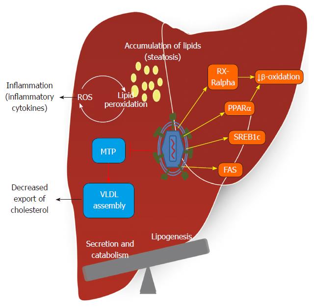 Diet Virus Acad Fas