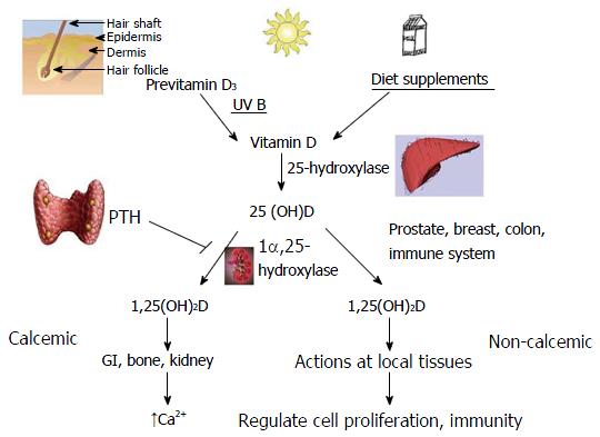 Vitamin D Metabolism Flow Chart