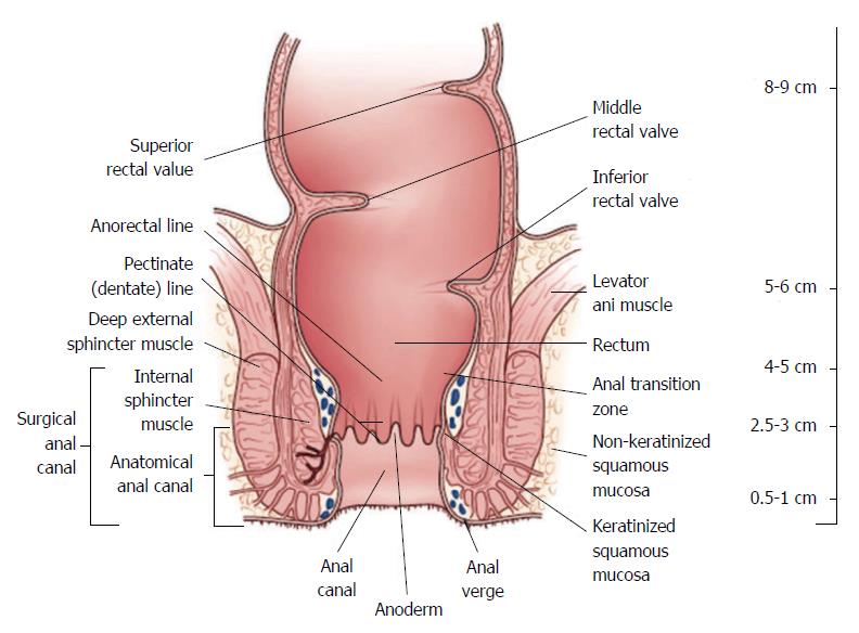 Rectal Cancer An Evidence Based Update For Primary Care Providers 0273