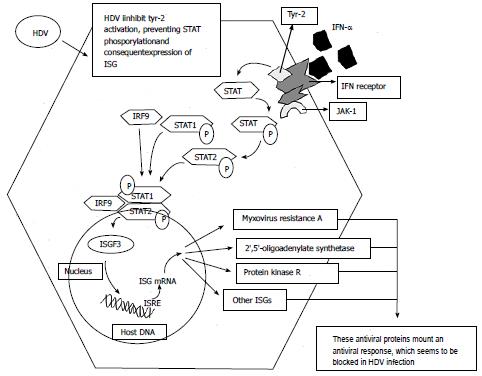 Life Cycle And Pathogenesis Of Hepatitis D Virus: A Review