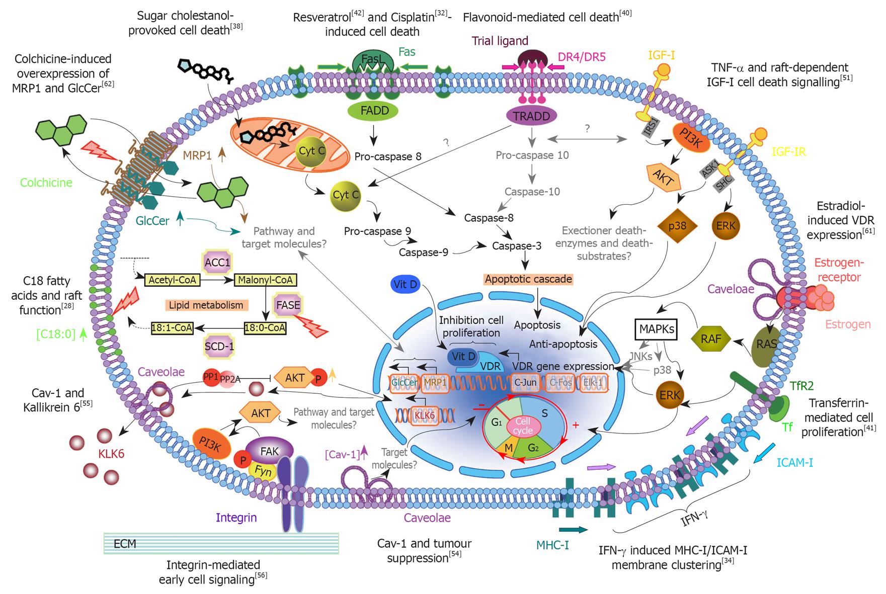 Signaling Pathways In Cancer Treatment at Mercedes Caldwell blog