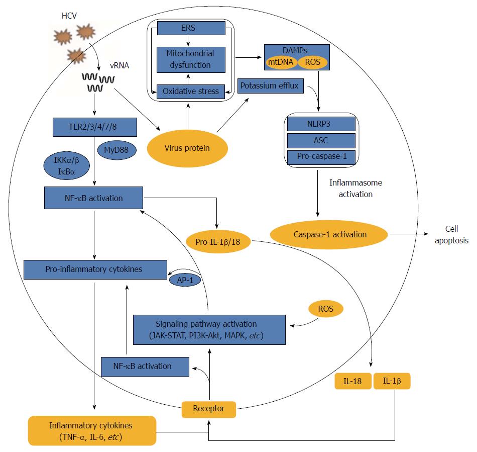 Hepatitis C Viral Load Chart