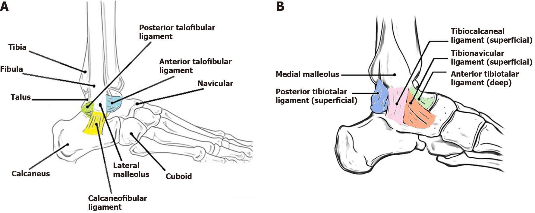 Antero-posterior and lateral view to the lateral ankle joint ligaments