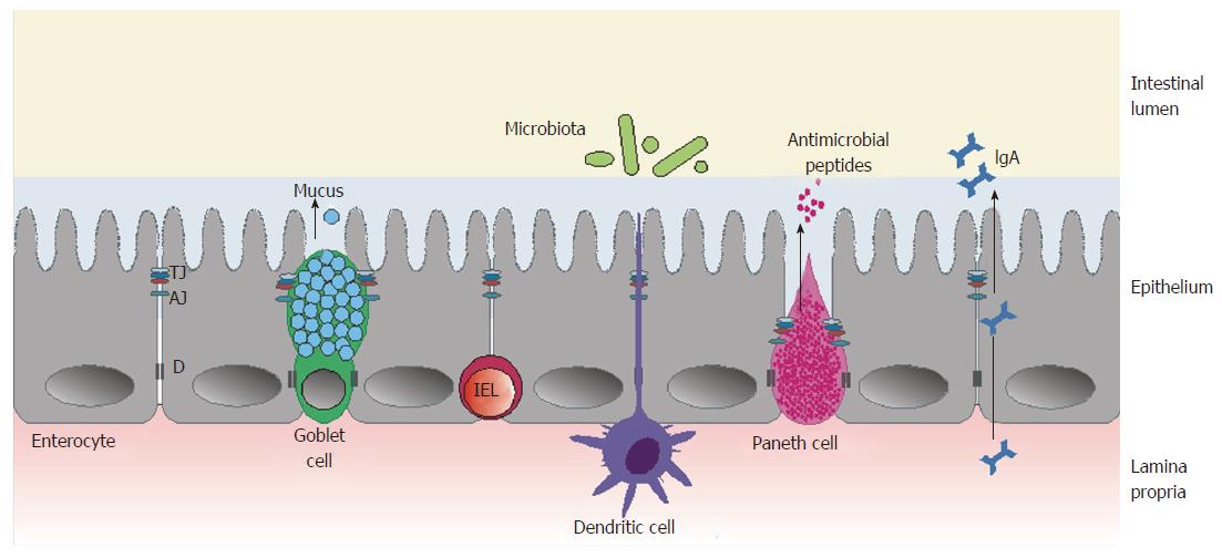 Goblet Cell Diagram