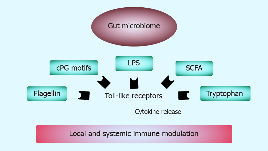 of the microbiota in the gut-liver axis in viral and C hepatitis