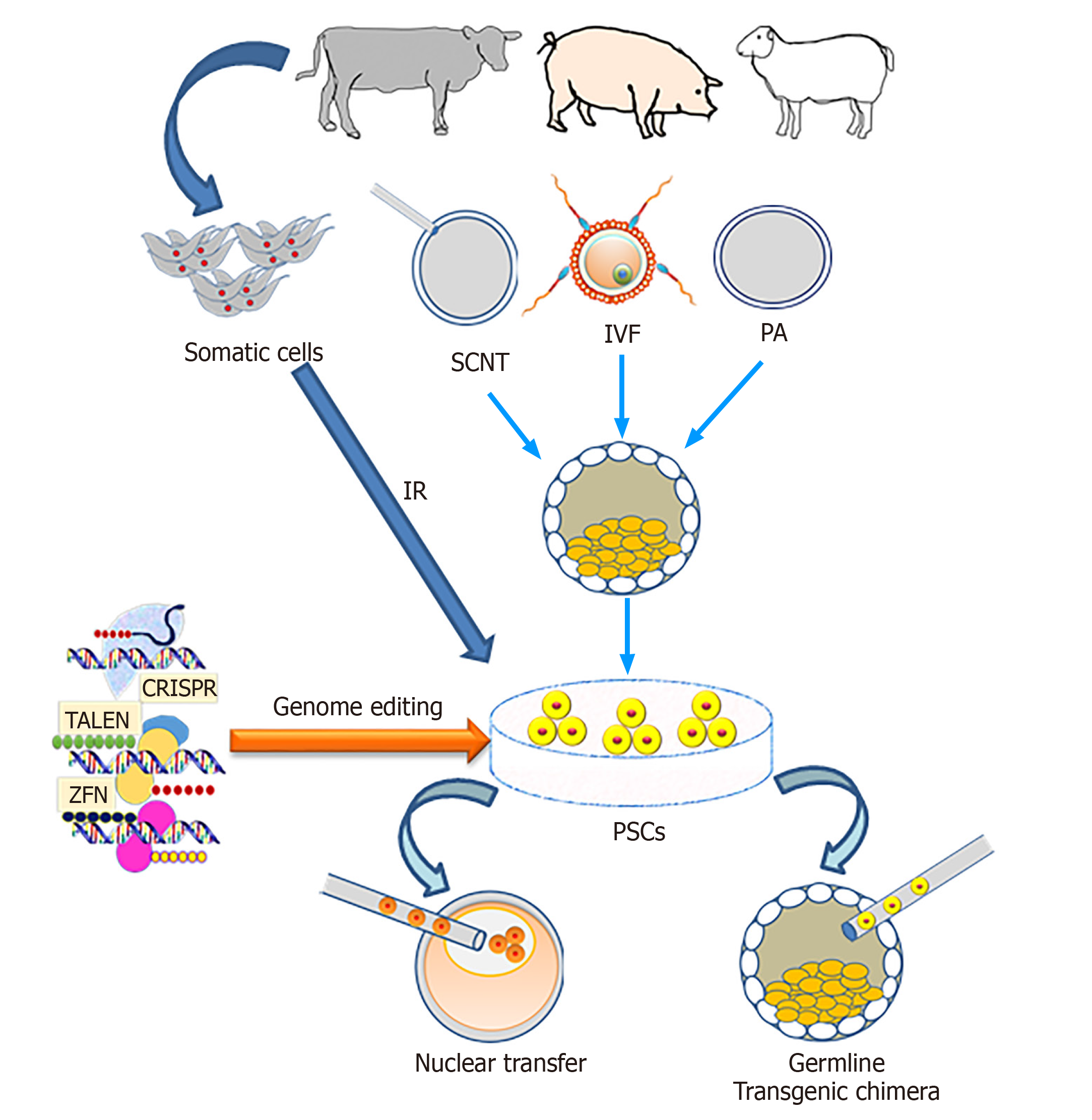 Perspectives of pluripotent stem cells in livestock