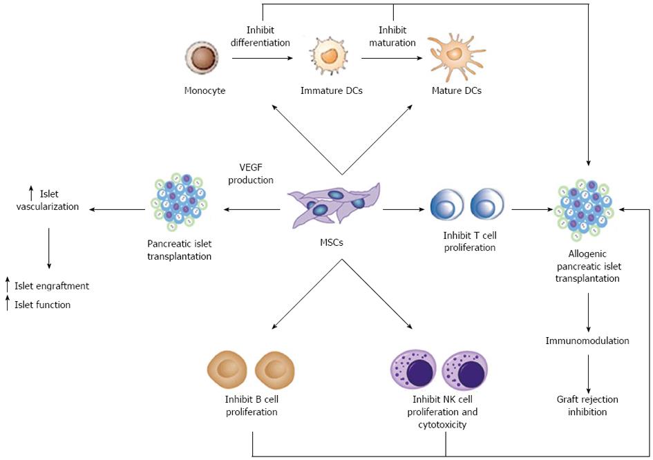 hematopoietic stem cells vs mesenchymal stem cells