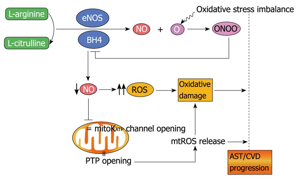 Regulatory role of mitochondria in oxidative stress and atherosclerosis