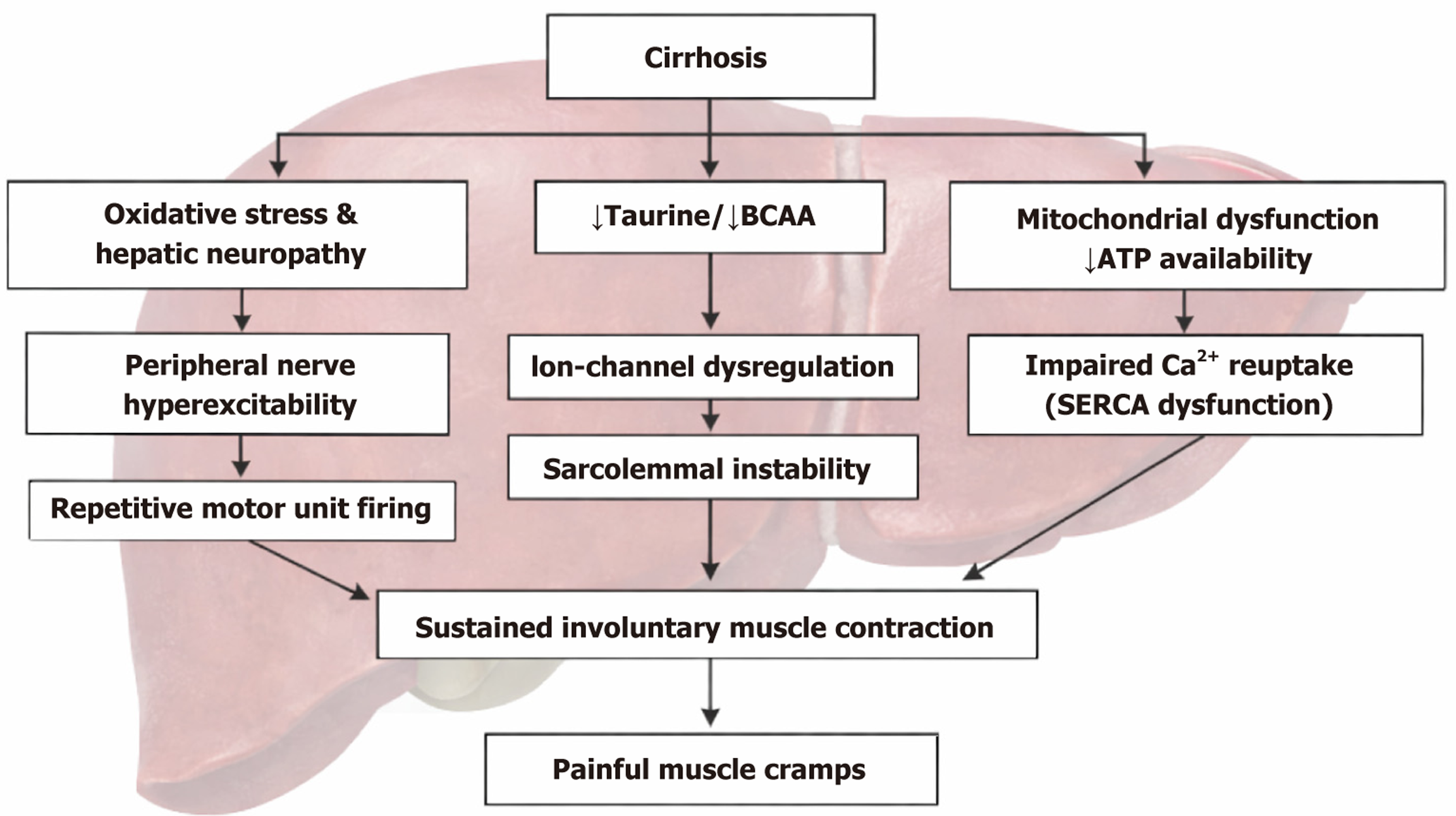 l carnitine benefits best time to take When to Take L-Carnitine for Optimal Training Benefits – Transparent Labs l carnitine benefits best time to take When to Take L-Carnitine for Optimal Training Benefits – Transparent Labs
