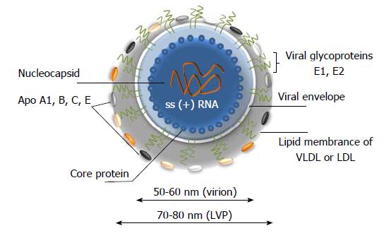 Hepatitis C Virus Morphogenesis Infection And Therapy