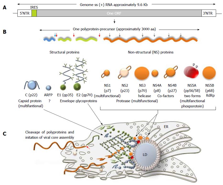 Hepatitis C Virus Morphogenesis Infection And Therapy