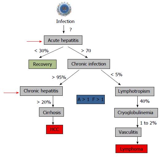 Hepatitis C Virus Morphogenesis Infection And Therapy