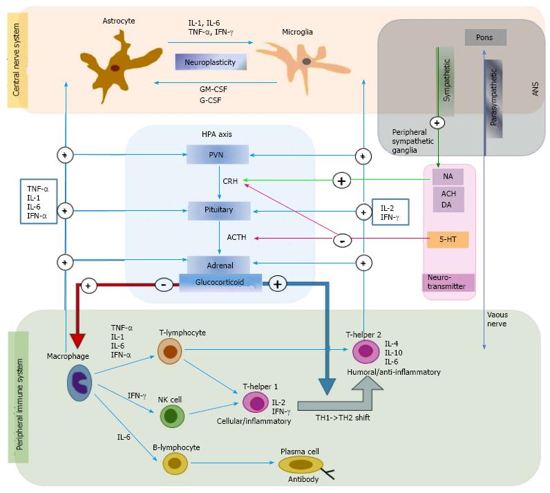 Cytokine Function Chart