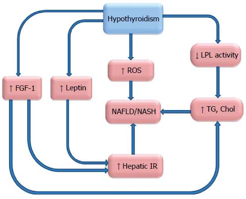 Pathophysiology Of Hypothyroidism In Flow Chart