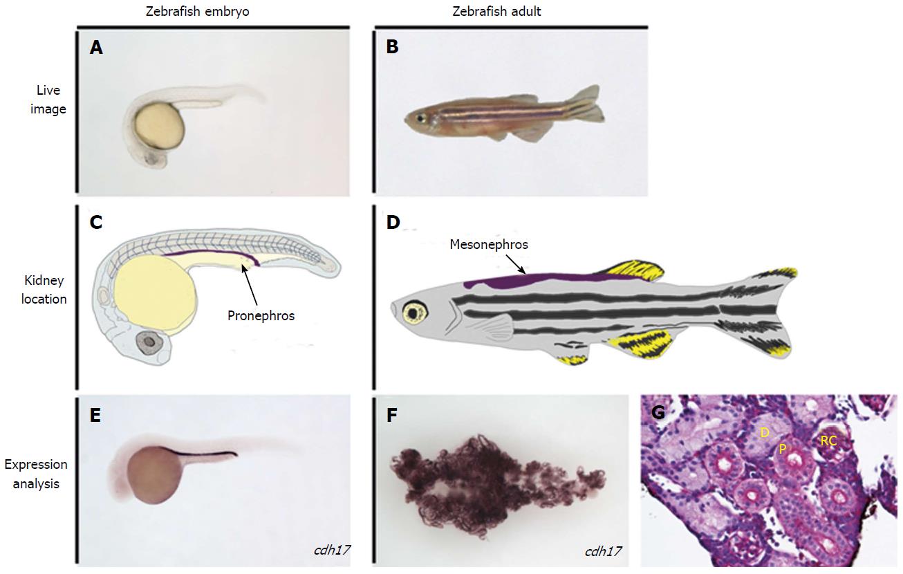 Zebrafish Development Chart