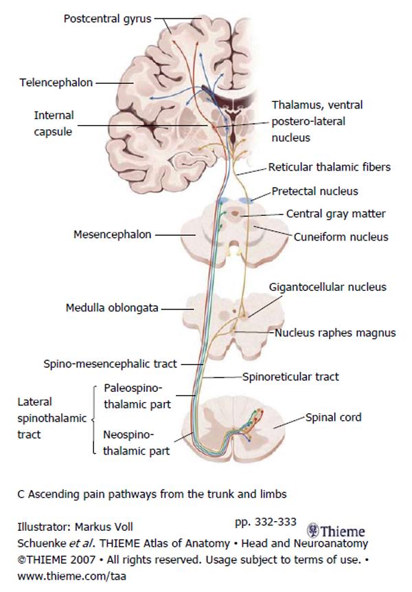 Anatomy Of Pain